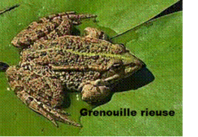 Grenouille rieuse  Wikipdia