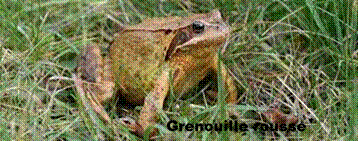 La grenouille rousse | Natagora