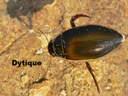 Le dytique, un chasseur impitoyable dans la mare