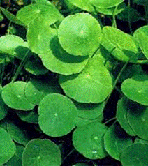 Hydrocotyle Vulgaris Plante d'aquarium en pot de diamtre 5cm - Plantes  d'aquarium/Plantes Hautes d'arriere plan - AkouaShop.com - Aquariophilie