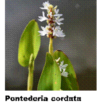 Aquiflor | PONTEDERIA CORDATA ALBA