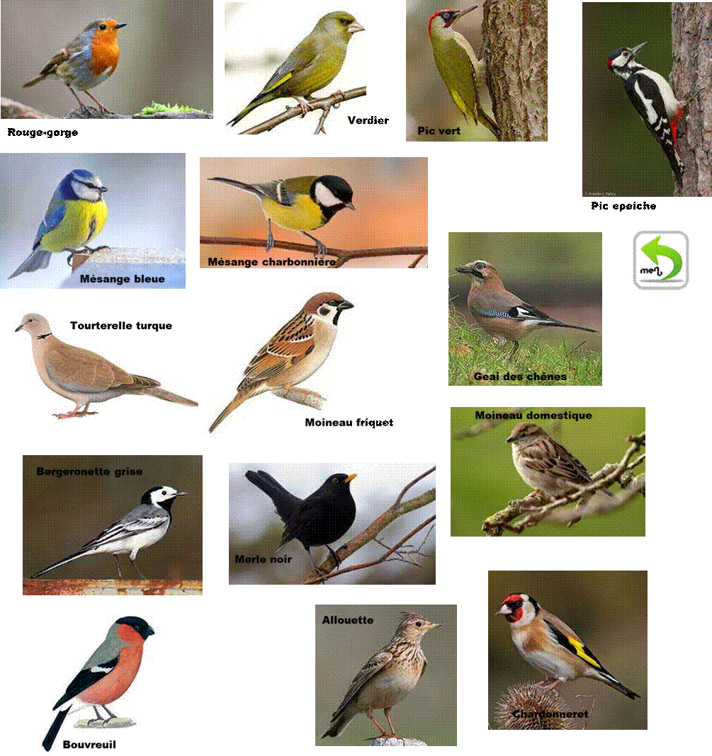 Verdier d'Europe - Chloris chloris,La msange bleue - Dtente Jardin,Msange charbonnire,Pic vert - Picus viridis,Pic peiche - Dendrocopos major,Geai des chnes - Garrulus glandarius,Tourterelle turque,Moineau friquet,Moineau domestique - LPO (Ligue pour la Protection des Oiseaux) - Agir pour  la biodiversit,Bergeronnette grise  Wikipdia,Le merle noir | Galeries, Jardins, Zoo - Jardin des Plantes,Chardonneret lgant - Carduelis carduelis,Bouvreuil pivoine - Oisillon,Alouette des champs - Alauda arvensis