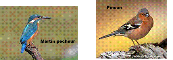 Le pinson des arbres,Martin-pcheur d'Europe ( Alcedo atthis) femelle juvnile | Flickr