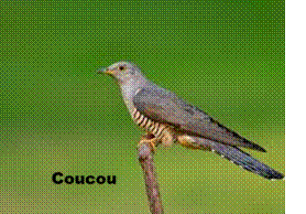 Coucou gris : morphologie, comportement et alimentation