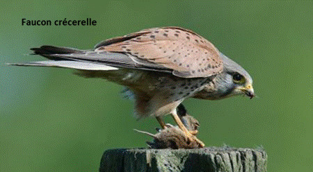 Turmfalke 